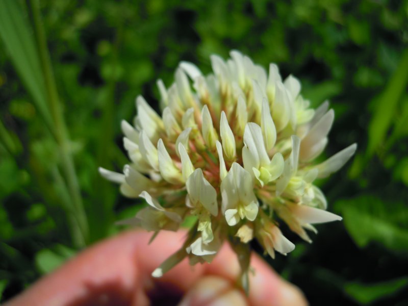 Trifolium repens